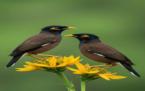 two brown starlings wallpaper screenshot 1