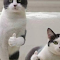 Two Cats Giving a Thumbs Up logo