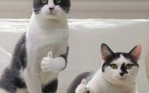 Two Cats Giving a Thumbs Up screenshot 1