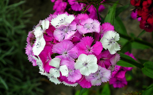 Two-colored serrated flowers screenshot 1