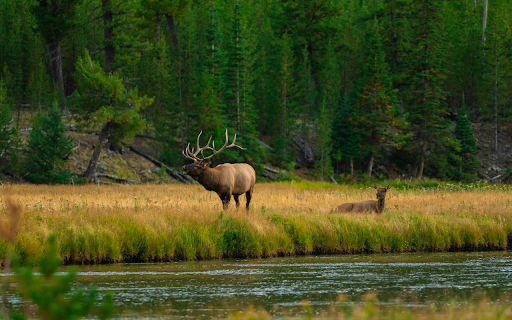 Two deer screenshot 1