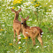 Two Deer in the Forest of Flowers logo