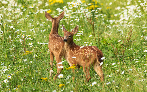Two Deer in the Forest of Flowers screenshot 1