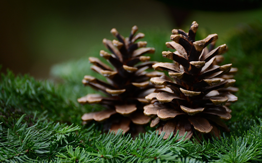 Two dried pine cones screenshot 1