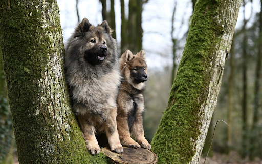 Two furry dogs screenshot 1