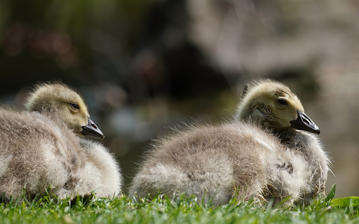 Two geese on the grass screenshot 1