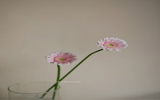 two gerbera daisies wallpaper screenshot 1