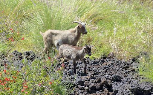 Two Goats on the Grass screenshot 1