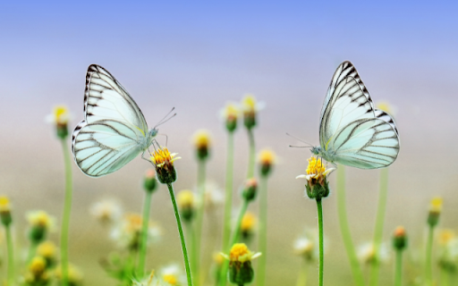 Two Green Butterflies on Flower Branch Theme screenshot 1