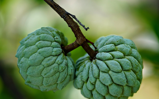 Two green custard apples screenshot 1