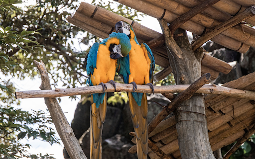 Two green parrots in front of the nest screenshot 1