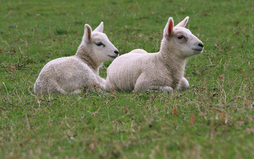 Two Little Lambs screenshot 1