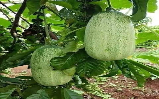 two melon wallpaper screenshot 1