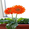Two Orange Gerbera Flowers Wallpaper logo