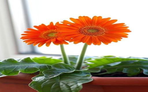 Two Orange Gerbera Flowers Wallpaper screenshot 1