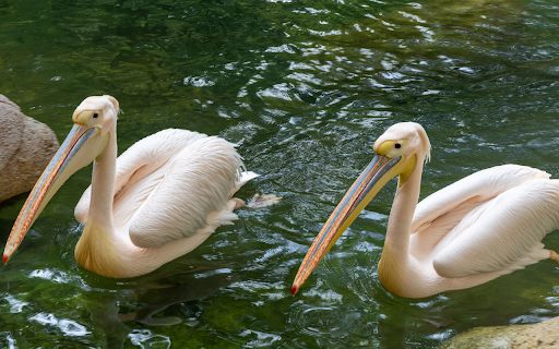 Two pink pelicans screenshot 1