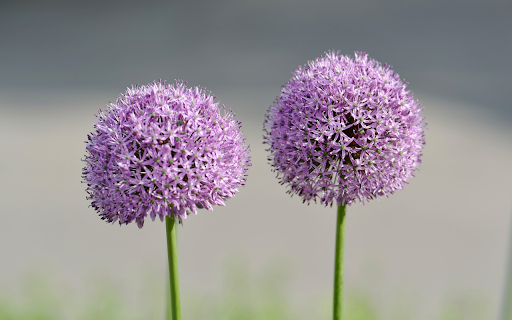 Two purple flowers screenshot 1