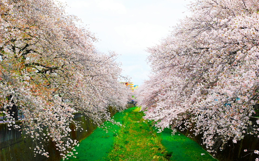 two rows of flowers screenshot 1