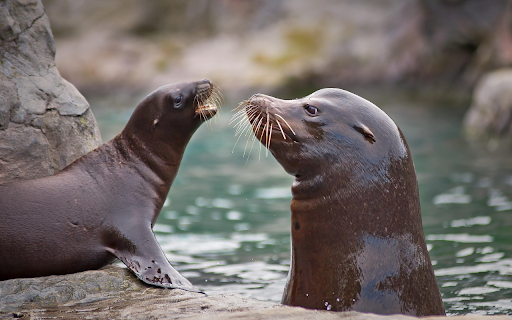 Two sea lions screenshot 1