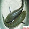 two snakehead fish wallpaper logo