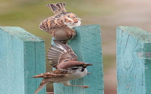 Two sparrows wallpaper screenshot 1