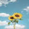 two sunflowers wallpaper logo