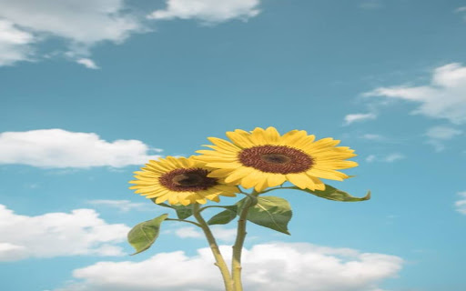 two sunflowers wallpaper screenshot 1