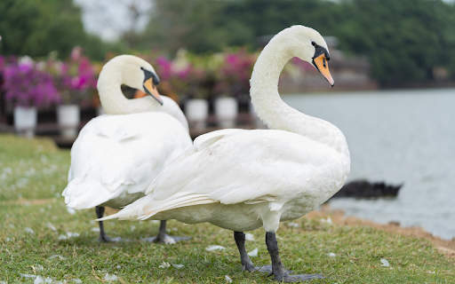 Two swans by the lake screenshot 1