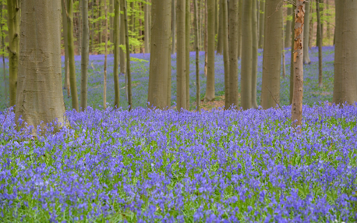 Two vegetation screenshot 1