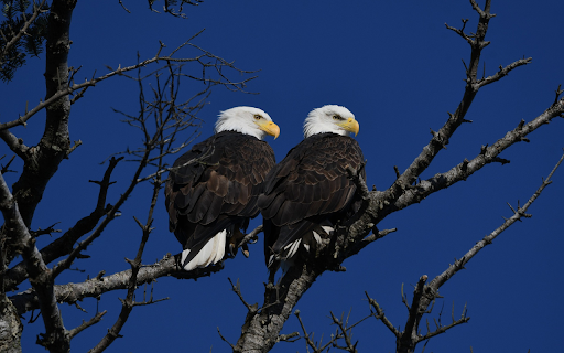Two white-headed birds screenshot 1