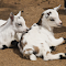 Two white-spotted goats logo