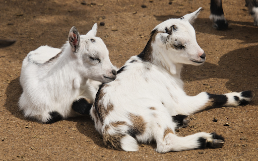 Two white-spotted goats screenshot 1