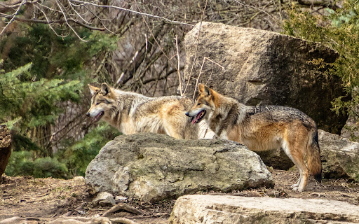 Two Wolves by the Rock screenshot 1