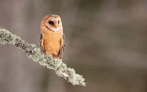 Tyto alba screenshot 1