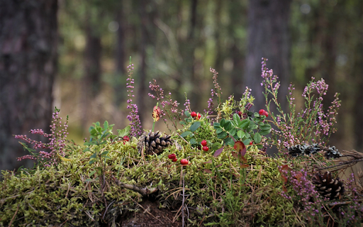 Vegetation screenshot 1