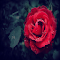 Very beautiful rose logo