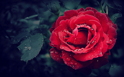 Very beautiful rose screenshot 1