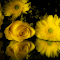 vibrant array of yellow flowers in full bloom logo