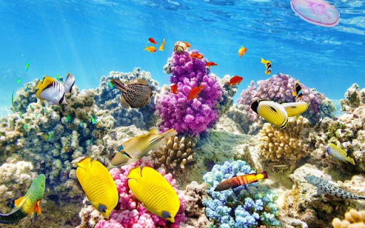 Vibrant Coral Reef screenshot 1
