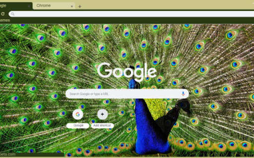 Vibrant Peacock Feathers screenshot 1