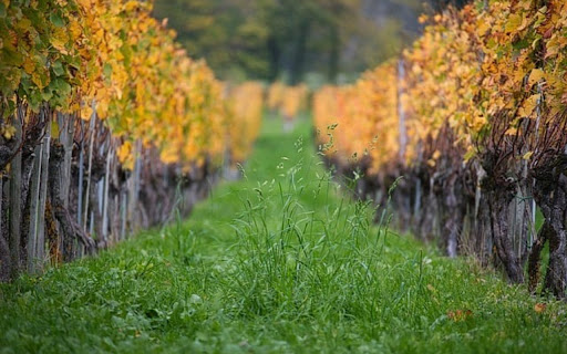 VINEGAR THEME screenshot 1