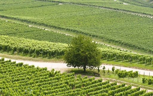 VINEYARD Theme screenshot 1