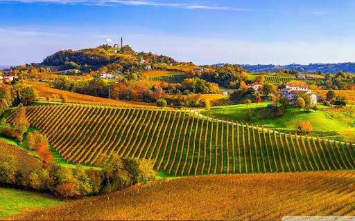 Vineyards in the Golden Sunlight screenshot 1