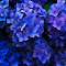 Vivid Blue Hydrangeas logo