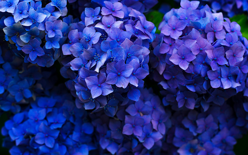Vivid Blue Hydrangeas screenshot 1