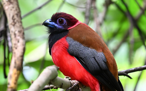 Vivid Tropical Bird screenshot 1