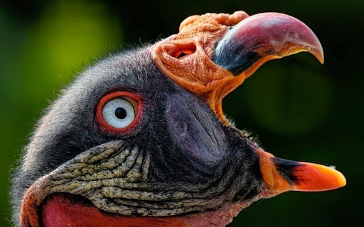 VULTURE THEME screenshot 1