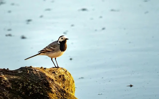 WAGTAIL Theme screenshot 1