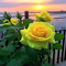 Wallpaper of yellow roses in full bloom logo