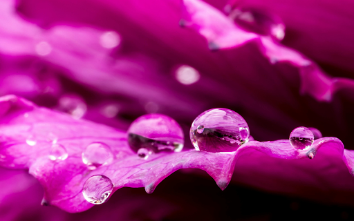Water Droplets on the Petals screenshot 1